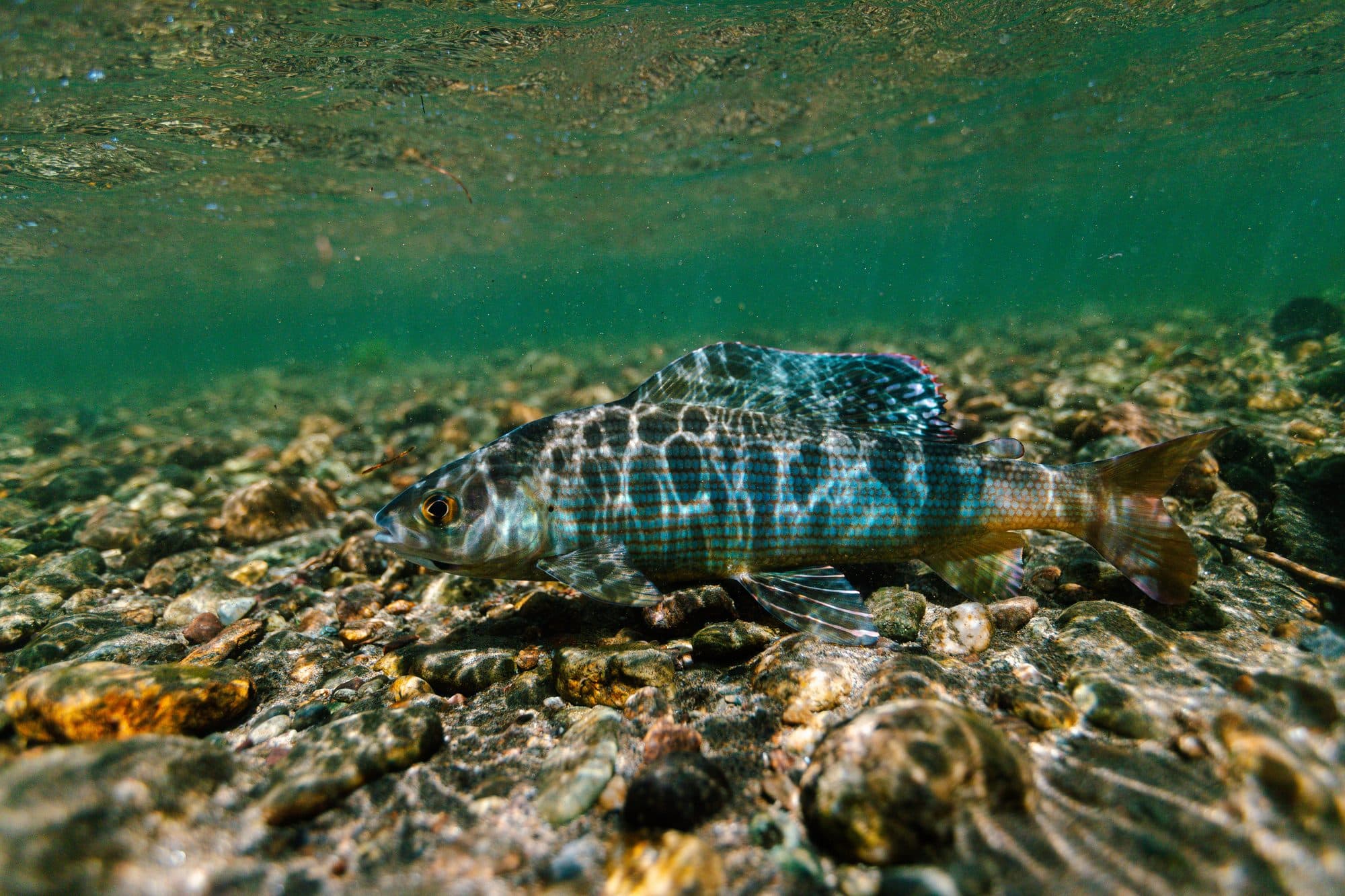 Underwater view of a taimen finning in clear water