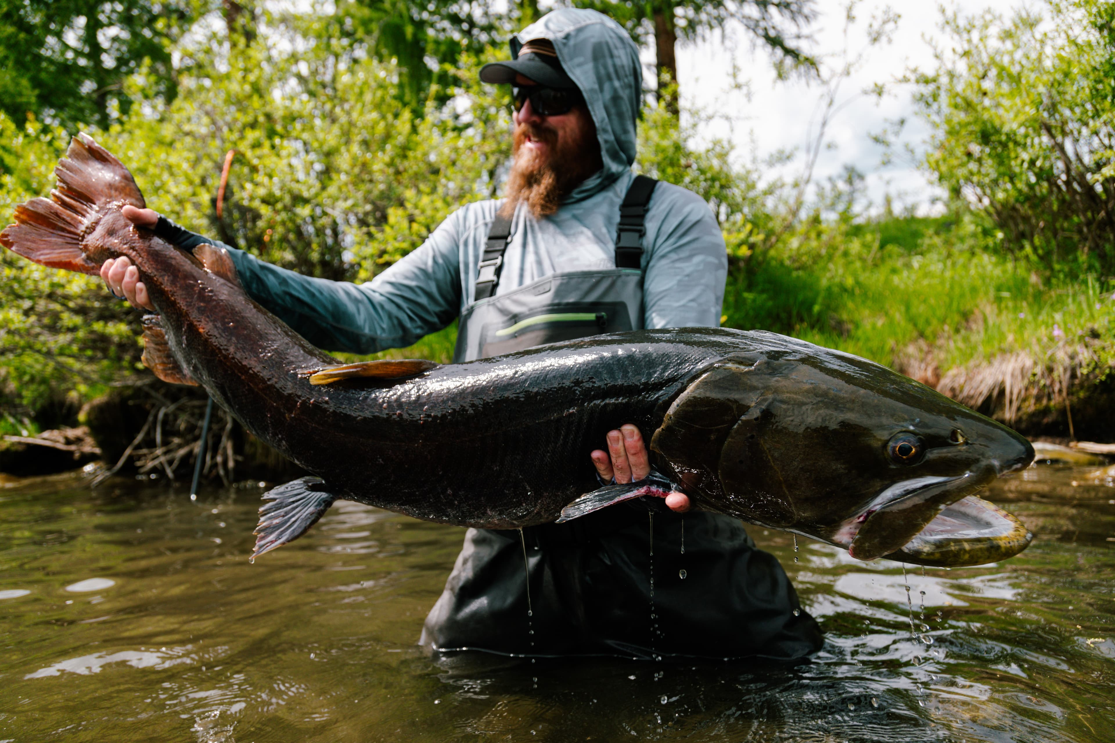 Guide releasing a giant taimen back into a Mongolian river